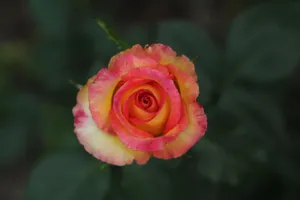 Close-up of a vibrant two-toned rose with a blur background, showcasing nature's beauty. jigsaw puzzle