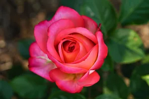 Close-up of a vibrant pink rose in full bloom with lush green leaves. jigsaw puzzle