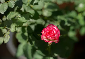 A detailed close-up of a vibrant pink rose with lush green leaves, captured in sunlight. jigsaw puzzle