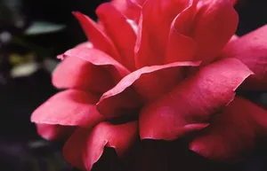Detailed close-up of a vibrant red rose showcasing its delicate petals in full bloom. jigsaw puzzle
