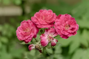 Close-up of vibrant pink roses with dewdrops, showcasing natural beauty in a garden setting. jigsaw puzzle