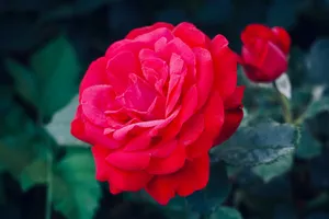 Detailed close-up of a vibrant red rose with lush petals in a green garden setting. jigsaw puzzle