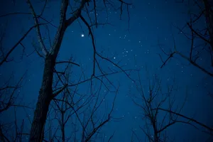 Beautiful starry night sky viewed through silhouetted bare trees creating a peaceful evening scene. jigsaw puzzle