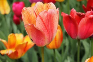 Close-up of colorful tulips in full bloom during a sunny spring day, showcasing bright reds and oranges. jigsaw puzzle
