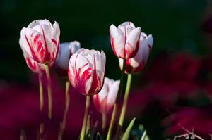 Close-up of elegant red and white tulips blooming outdoors in spring sunlight. jigsaw puzzle
