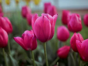A close-up view of vibrant pink tulips in full bloom, showcasing nature's beauty. jigsaw puzzle