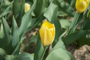 Close-up of a vibrant yellow tulip in a spring field, surrounded by lush green leaves. jigsaw puzzle