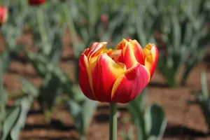 Close-up of a vibrant red and yellow tulip blooming outdoors in a spring garden. jigsaw puzzle