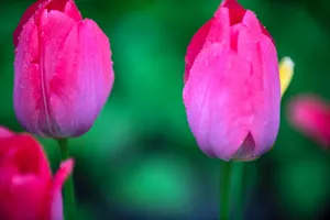 Close-up of vibrant pink tulips with raindrops, highlighting their delicate beauty and fresh bloom. jigsaw puzzle