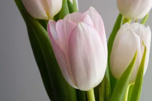 Delicate close-up of pink tulip blossoms capturing elegance and natural beauty. jigsaw puzzle