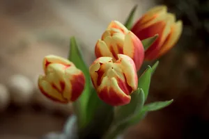A captivating close-up of blooming red and yellow tulips, showcasing delicate floral beauty. jigsaw puzzle