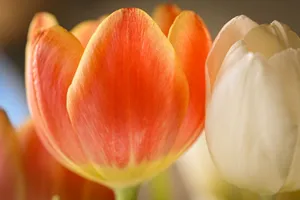 A detailed macro shot of vivid red and white tulips in soft natural light, showcasing intricate petal textures. jigsaw puzzle