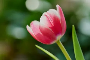 Close-up of a vibrant pink tulip blooming outdoors with soft focus background, captured in England. jigsaw puzzle