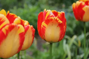 Close-up of vibrant red and yellow tulips in a lush garden setting. jigsaw puzzle