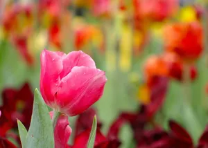 Close-up of a vibrant pink tulip with a colorful, blurred floral background, capturing nature's beauty. jigsaw puzzle