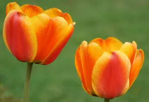 Close-up of vibrant orange and yellow tulips with green background, perfect for springtime themes. jigsaw puzzle