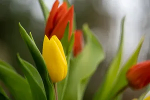 Colorful tulips capture the essence of spring with vibrant red and yellow blooms. jigsaw puzzle