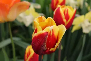 Close-up of vibrant red and yellow tulips in full bloom during spring. jigsaw puzzle