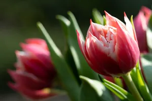 Close-up of vibrant red tulips blooming under natural sunlight, showcasing delicate petals. jigsaw puzzle