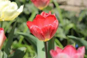 Colorful tulips in full bloom during spring at a Toronto garden. jigsaw puzzle