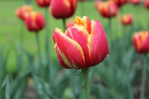 Close-up of dew-covered red tulips in a spring garden in Toronto. jigsaw puzzle