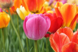 Close-up photo of colorful tulips in full bloom during spring. jigsaw puzzle