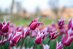 Close-up of pink tulips blooming in a lush green garden during springtime. jigsaw puzzle