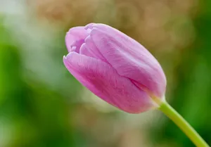 A vibrant pink tulip bloom captured in a garden setting, showcasing the delicate texture of spring petals. jigsaw puzzle