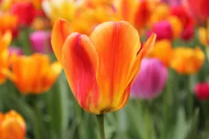 Close-up of a vibrant orange tulip among a colorful field of tulips in spring. jigsaw puzzle