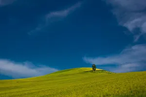 Serene landscape of vibrant green hills and a solitary tree under a clear blue sky. jigsaw puzzle