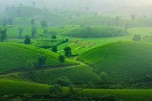 Aerial view of vibrant green tea fields under a misty sky, offering a serene and lush landscape. jigsaw puzzle