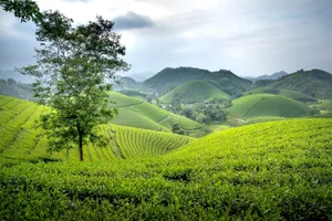 Scenery of agricultural plantations of tea growing in abundant hilly terrain under cloudy sky jigsaw puzzle