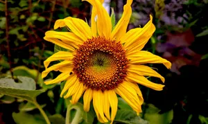 Bright yellow sunflower captured in vivid detail showcasing natural beauty and elegance. jigsaw puzzle