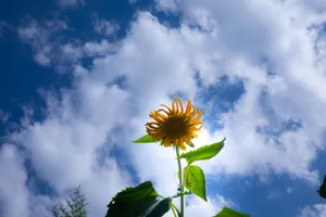 A vibrant sunflower reaches towards a bright blue sky filled with fluffy clouds, capturing the essence of a sunny summer day. jigsaw puzzle