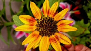 Close-up of a vivid sunflower in full bloom showcasing its vibrant yellow petals and textured center. jigsaw puzzle