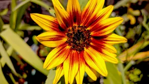 Close-up of a vibrant sunflower showcasing its detailed petals and rich colors. Perfect for nature enthusiasts. jigsaw puzzle