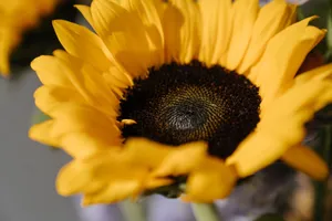 A detailed macro shot of a vibrant yellow sunflower in bloom, showcasing its petals and center. jigsaw puzzle