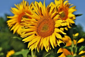 Bright yellow sunflowers with a bee under a clear sky showcasing nature's beauty. jigsaw puzzle