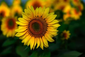 Close-up of a vibrant sunflower in full bloom, showcasing its bright yellow petals and intricate details. jigsaw puzzle