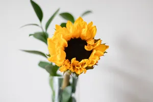 A bright sunflower in a clear glass vase with a minimalist background. jigsaw puzzle