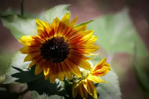 Close-up of a vibrant sunflower in full bloom under sunlight, highlighting bright yellow petals. jigsaw puzzle