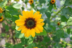 Close-up of a blooming sunflower in a Michigan garden under natural light. jigsaw puzzle