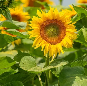 A bright sunflower in full bloom under the summer sun, showcasing vibrant yellow petals. jigsaw puzzle