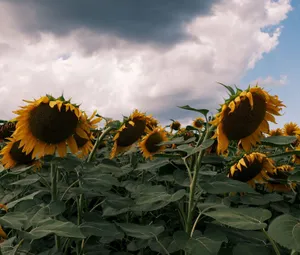 A stunning sunflower field beneath a dramatic cloudy sky captures the essence of nature's beauty. jigsaw puzzle
