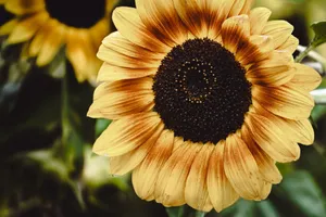 Detailed close-up of a sunflower with vibrant yellow petals, epitomizing summer beauty in a natural setting. jigsaw puzzle