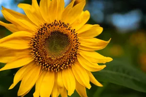 Close-up of a bright sunflower in a garden, capturing the details of its petals and seeds. jigsaw puzzle