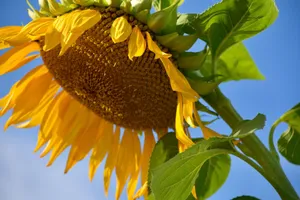 Close-up of bright sunflower in full bloom set against a clear blue sky. jigsaw puzzle