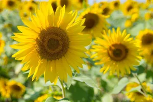 Bright sunflower field in summer, showcasing vibrant yellow blooms and lush greenery. Perfect nature backdrop. jigsaw puzzle