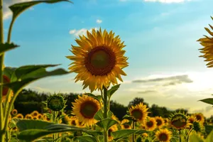 Bright sunflower field under a sunset sky, capturing the essence of a summer harvest. jigsaw puzzle