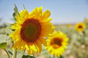 Close-up of bright yellow sunflowers blooming in a sunny field. jigsaw puzzle